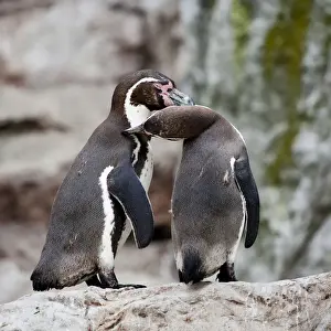 Penguin Prints: Humboldt penguin or Patranca (Spheniscus humboldti)