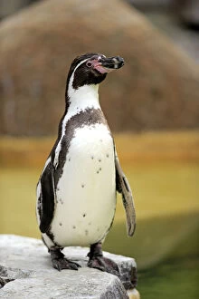 Animals In Captivity Collection: Humboldt Penguin or Peruvian Penguin -Spheniscus humboldti-, adult, Luisenpark, Mannheim