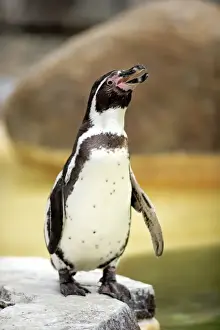 Penguin Prints: Humboldt Penguin or Peruvian Penguin -Spheniscus humboldti