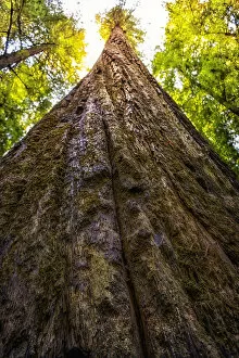 Images Dated 5th September 2014: Humboldt redwoods State Park