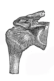 Human Joint Prints: Humerus joint