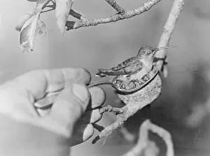 Spoon Prints: Humming Bird and Chicks in a Spoon