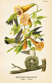 Hummingbird Prints: Humming bird lithograph 1890