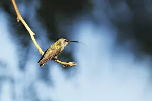 Images Dated 10th June 2011: Hummingbird