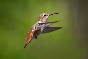 Images Dated 18th June 2011: Hummingbird