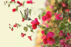 Flying Gallery: Hummingbird in Autumn Bougainvillea