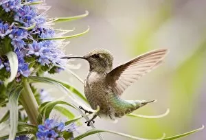 Bokeh Gallery: Hummingbird Closeup