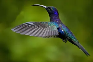 Paul Souders Photography Prints: Hummingbird, Costa Rica