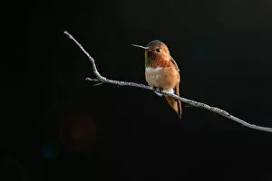 Images Dated 28th February 2016: Hummingbird against Dark Background