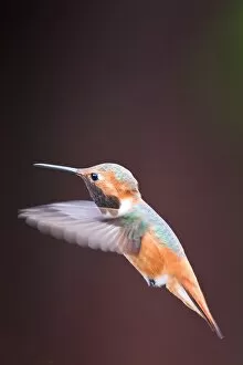 Images Dated 10th March 2011: Hummingbird on flight