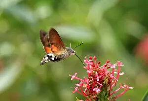 Images Dated 3rd August 2019: Hummingbird Hawk Moth