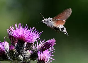 Images Dated 20th June 2015: Hummingbird hawk moth
