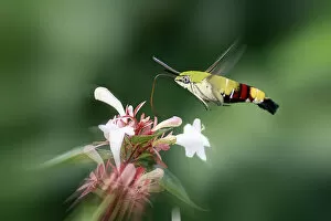 Images Dated 9th September 2017: Hummingbird Hawk Moth in Flight