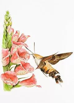 Insecta Gallery: Hummingbird Hawk-moth (Macroglossum stellatarum), feeding on flower using long proboscis