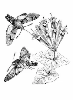 Images Dated 14th November 2011: Hummingbird Hawk-moth (Macroglossum Stellatarum)