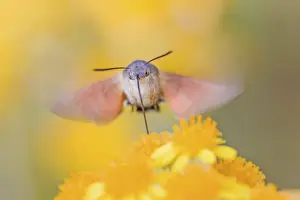 Sphingid Prints: Hummingbird hawk-moth (Macroglossum stellatarum) feeding in flight, Saxony-Anhalt, Germany