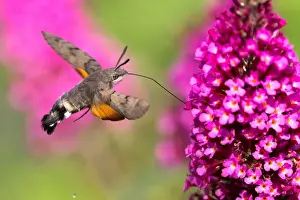 Hummingbird hawk-moth ( Macroglossum stellatarum) flying, collecting nectar of butterfly bushes, Hesse, Germany