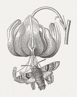 Pollination Gallery: Hummingbird hawk-moth, published in 1880