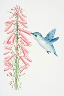 Hummingbird hovering by pink flowerhead and sucking nectar out of flower, side view