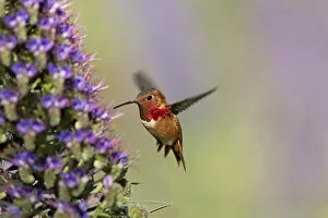 Susan Gary Photography Gallery: Hummingbird iridescence captured