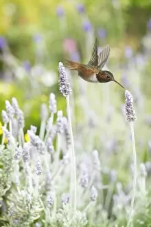 Bokeh Gallery: Hummingbird among lavender