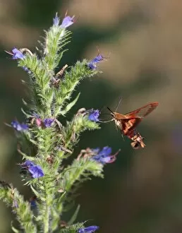 Images Dated 29th July 2011: Hummingbird Moth