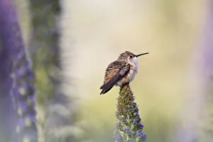 Images Dated 8th April 2013: Hummingbird Pondering Springtime