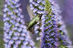 Bokeh Gallery: Hummingbird and Pride of Madeira Wildflower