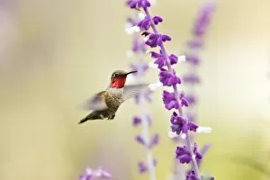 Hummingbird at purple and white wildflowers