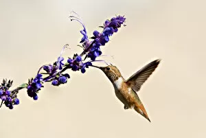 Images Dated 13th May 2010: Hummingbird & purple wildflowers