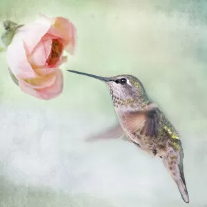 Images Dated 19th February 2011: Hummingbird and Ranunculus