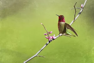 Hummingbird with spring blossoms