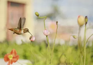 Hummingbird in spring garden