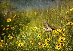 Hummingbird and sunflowers