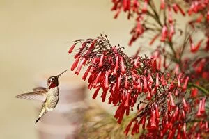 Images Dated 1st September 2010: Hummingbird and Vibrant Red Chuparosa