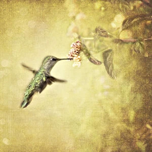 Bokeh Gallery: Hummingbird with Vintage Texture