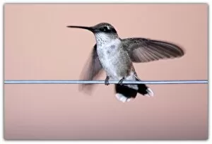 Images Dated 5th August 2009: Hummingbird on a Wire