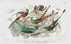 Images Dated 22nd April 2012: Hummingbirds old 1852 litho print