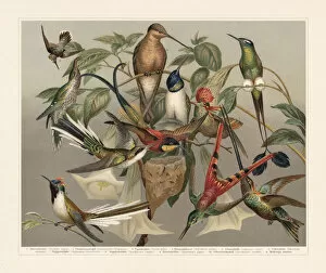 Images Dated 24th August 2018: Hummingbirds (Trochilinae), chromolithograph, published in 1897