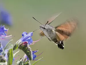 Images Dated 17th December 2013: Hummingmoth