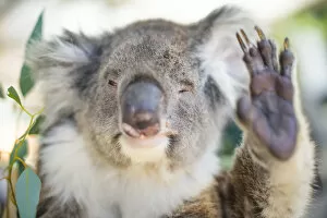 Humorous Koala waving