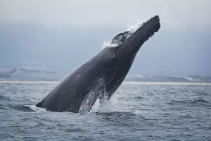 Images Dated 6th July 2016: Humpback Whale