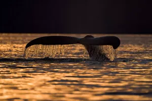 Paul Souders Photography Gallery: Humpback Whale, Alaska