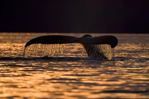 Paul Souders Photography Gallery: Humpback Whale, Alaska