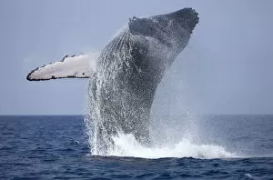 Big Island Hawaii Islands Gallery: Humpback Whale Beaching, Hawaii