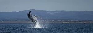 Images Dated 7th August 2013: Humpback Whale Breaching
