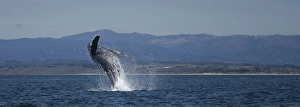 Pacific Gallery: Humpback Whale Breaching