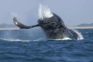 Images Dated 20th August 2015: Humpback Whale Breaching