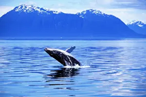 Us Glacier National Park Prints: Humpback Whale Breaching, Alaska