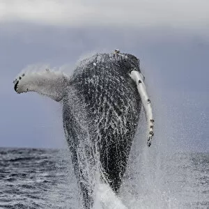 Images Dated 8th July 2018: Humpback whale breaching during the annual migration of these whales north to the warmer